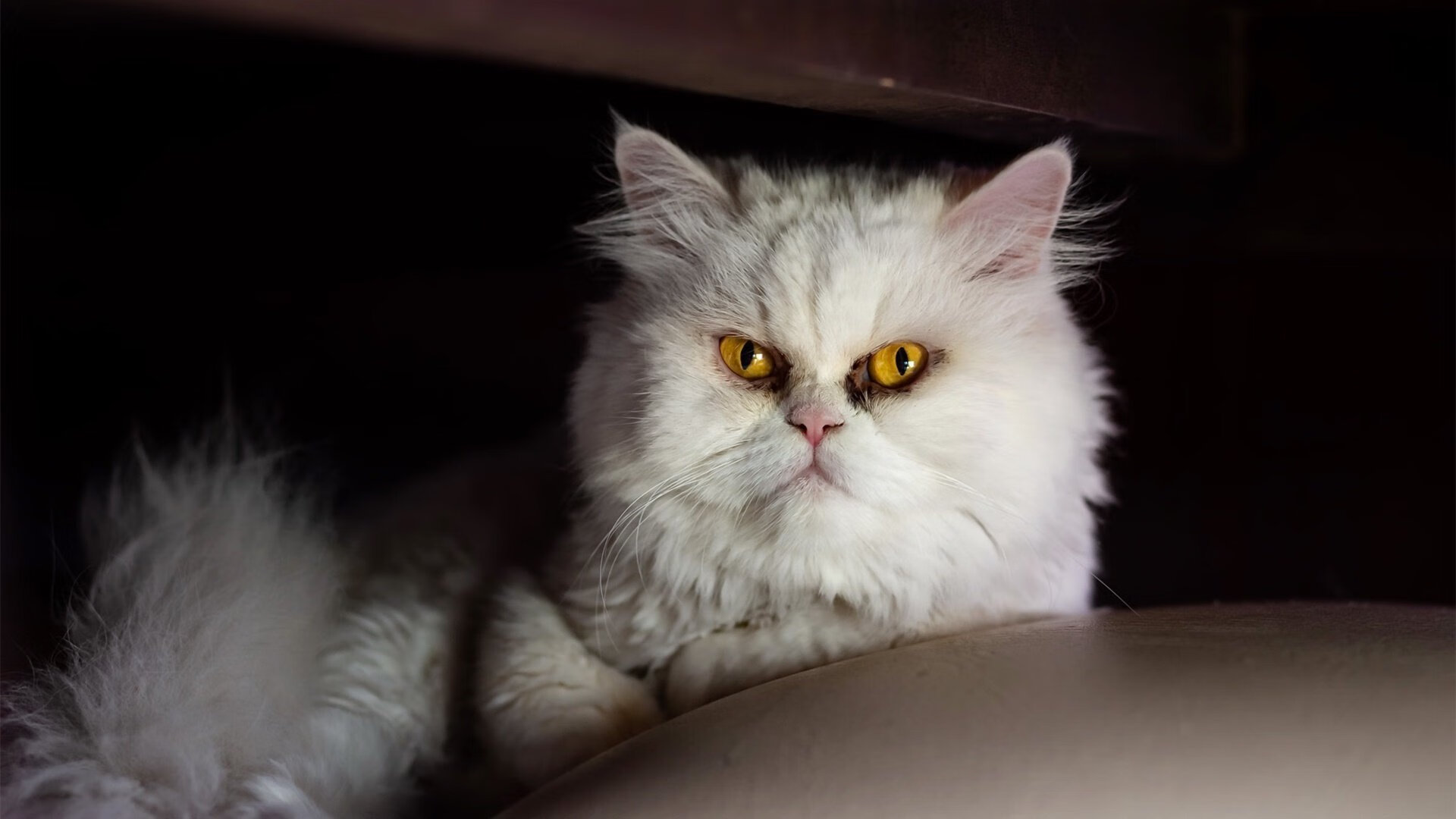 中国足球进攻端战术依赖点趋势统计，足球进攻战术分为哪三种