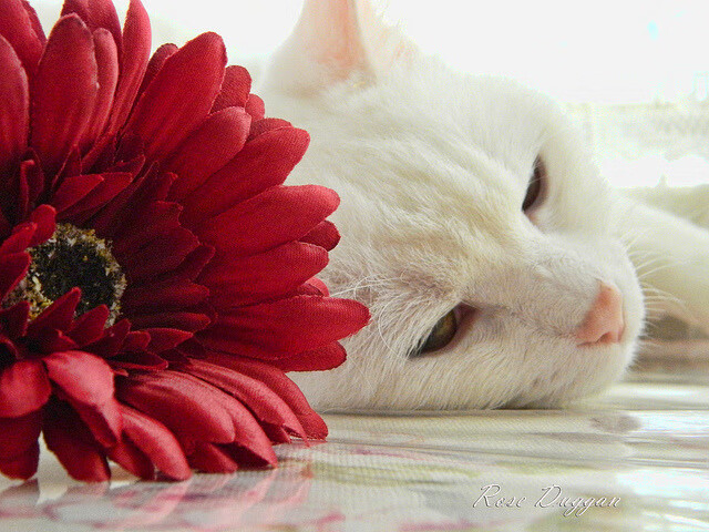 九游9游-中超球队高压战术区域图谱整理，足球高压战术